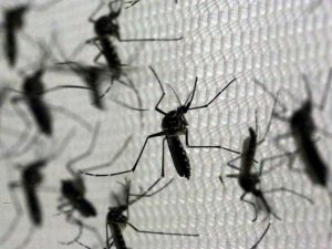 mosquito_dengue