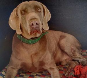 Cachorro morre após ser atacado por abelhas em Ourinhos