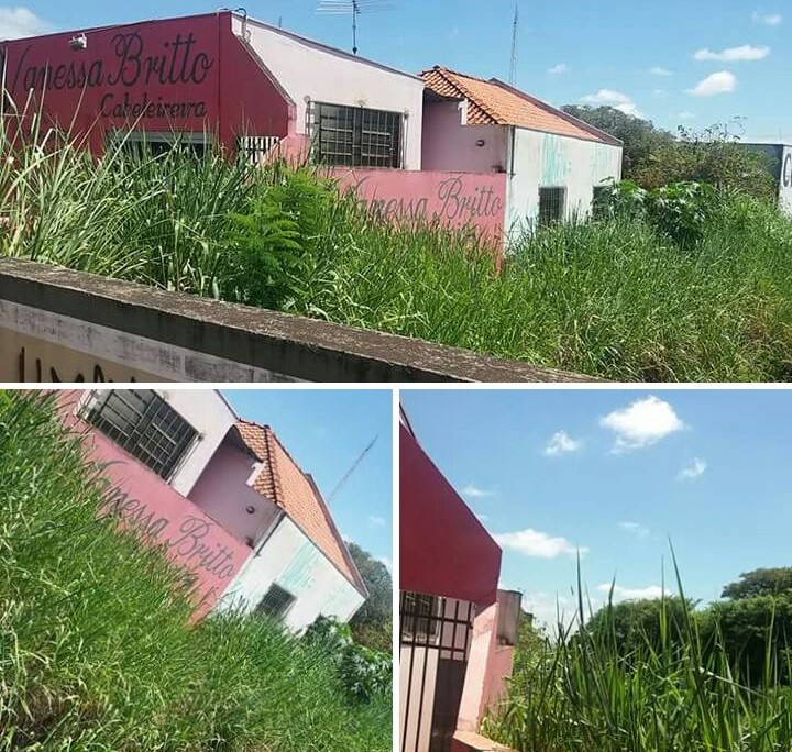 Coluna Espaço Cidadão – Mato alto na ferrovia que cruza a cidade incomoda moradores há muitos meses