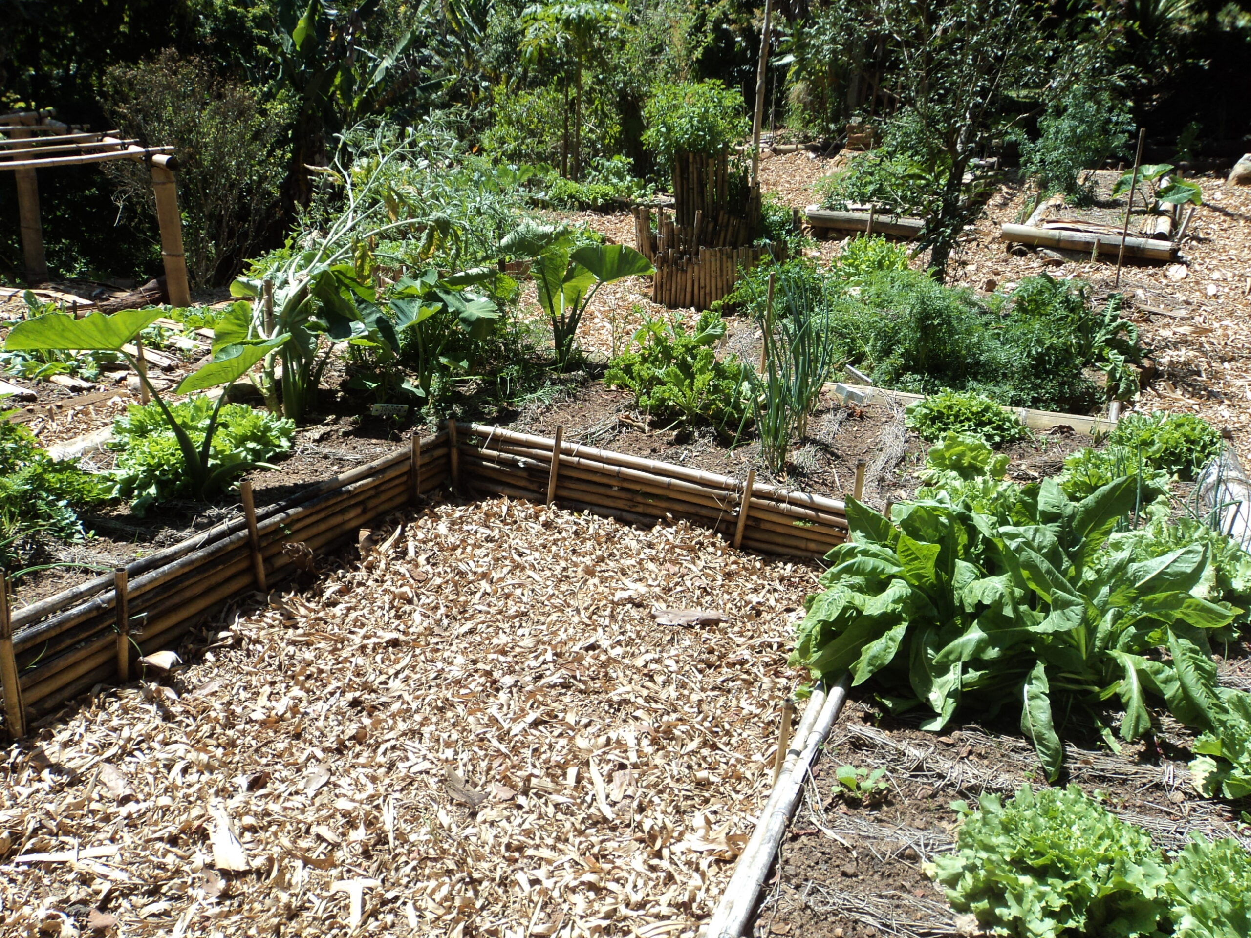 Coluna Os Antípodas: Como ser mais sustentável? – Plantio Agroecológico