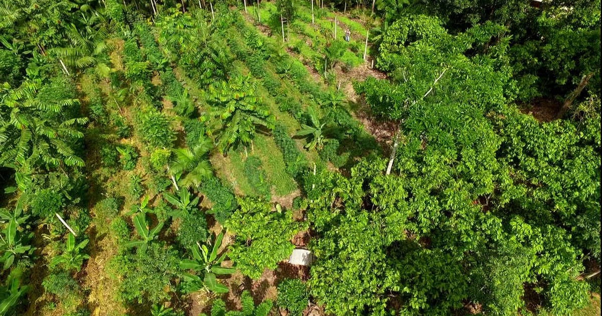 Coluna: Os Antípodas — Observe a natureza
