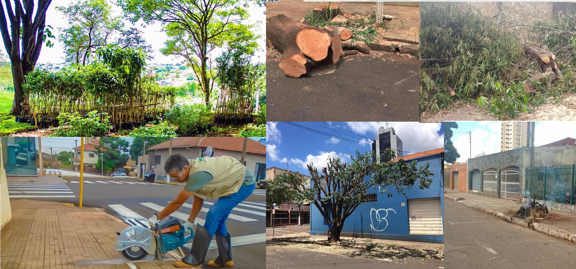 Prefeitura de Ourinhos divulga início de projeto em prol da arborização da cidade