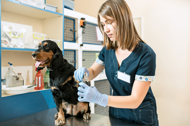 Estudantes de Medicina Veterinária da Unifio são obrigados a estarem presentes em aula