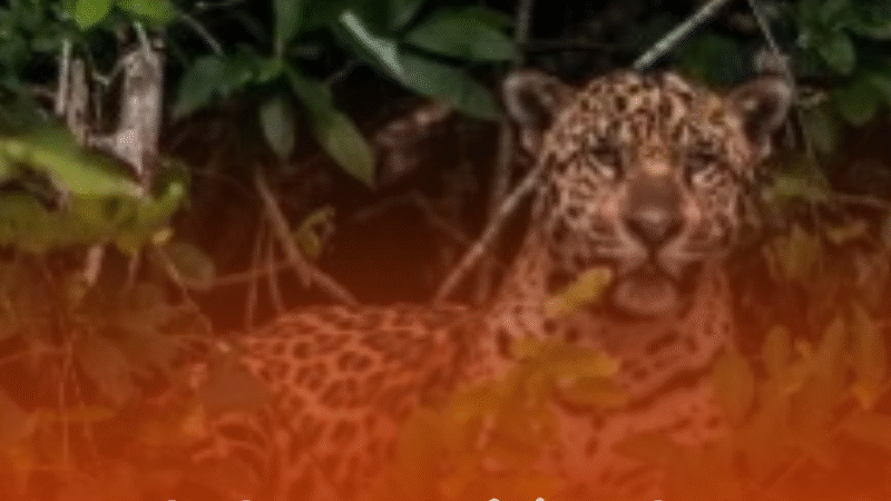 Estudo alerta: Amazônia pode entrar em processo de morte neste século