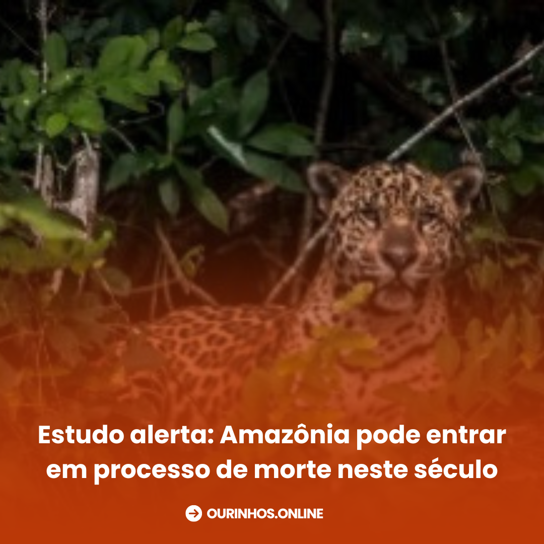 Estudo alerta: Amazônia pode entrar em processo de morte neste século